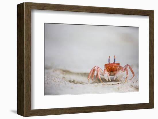 Crab Walking on Sand in the Galapagos Islands, Ecuador-Karine Aigner-Framed Photographic Print