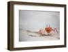 Crab Walking on Sand in the Galapagos Islands, Ecuador-Karine Aigner-Framed Photographic Print