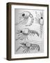 Crab Zoea Larvae-null-Framed Art Print