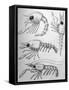 Crab Zoea Larvae-null-Framed Stretched Canvas