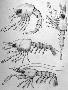 Just the Print