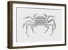 Crab-Florent Bodart-Framed Giclee Print