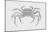Crab-Florent Bodart-Mounted Giclee Print