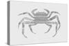 Crab-Florent Bodart-Stretched Canvas