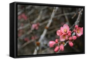 Crabapple Tree Blossoms-Savanah Stewart-Framed Stretched Canvas