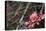 Crabapple Tree Blossoms-Savanah Stewart-Stretched Canvas