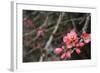 Crabapple Tree Blossoms-Savanah Stewart-Framed Photographic Print