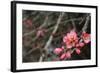 Crabapple Tree Blossoms-Savanah Stewart-Framed Photographic Print