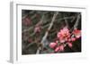 Crabapple Tree Blossoms-Savanah Stewart-Framed Photographic Print