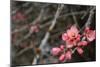 Crabapple Tree Blossoms-Savanah Stewart-Mounted Photographic Print