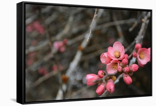 Crabapple Tree Blossoms-Savanah Stewart-Framed Stretched Canvas