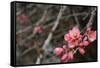 Crabapple Tree Blossoms-Savanah Stewart-Framed Stretched Canvas