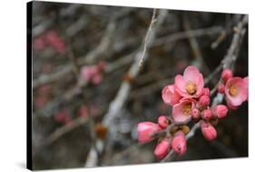 Crabapple Tree Blossoms-Savanah Stewart-Stretched Canvas