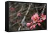 Crabapple Tree Blossoms-Savanah Stewart-Framed Stretched Canvas