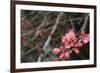 Crabapple Tree Blossoms-Savanah Stewart-Framed Photographic Print