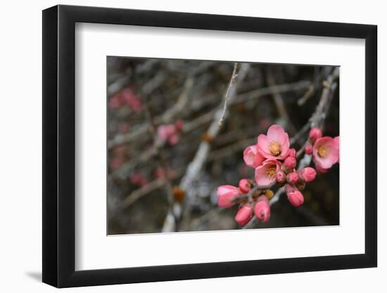 Crabapple Tree Blossoms-Savanah Stewart-Framed Photographic Print