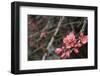 Crabapple Tree Blossoms-Savanah Stewart-Framed Photographic Print