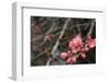 Crabapple Tree Blossoms-Savanah Stewart-Framed Photographic Print