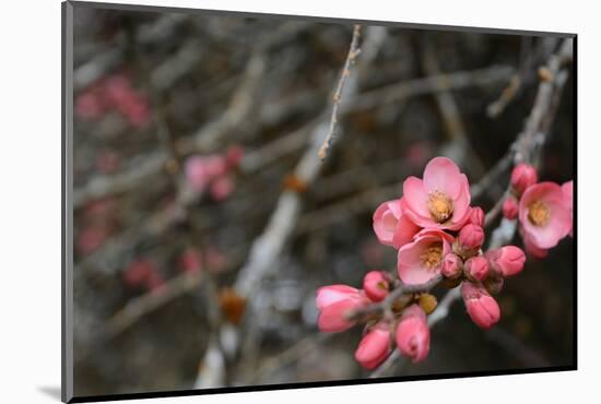 Crabapple Tree Blossoms-Savanah Stewart-Mounted Photographic Print
