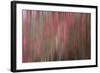 Crabapple Tree Blossoms-Savanah Stewart-Framed Photographic Print