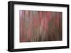 Crabapple Tree Blossoms-Savanah Stewart-Framed Photographic Print