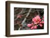 Crabapple Tree blossoms-Savanah Plank-Framed Photo