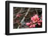 Crabapple Tree blossoms-Savanah Plank-Framed Photo