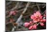 Crabapple Tree blossoms-Savanah Plank-Mounted Photo