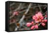 Crabapple Tree blossoms-Savanah Plank-Framed Stretched Canvas