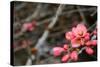 Crabapple Tree blossoms-Savanah Plank-Stretched Canvas