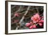 Crabapple Tree blossoms-Savanah Plank-Framed Photo