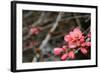 Crabapple Tree blossoms-Savanah Plank-Framed Photo