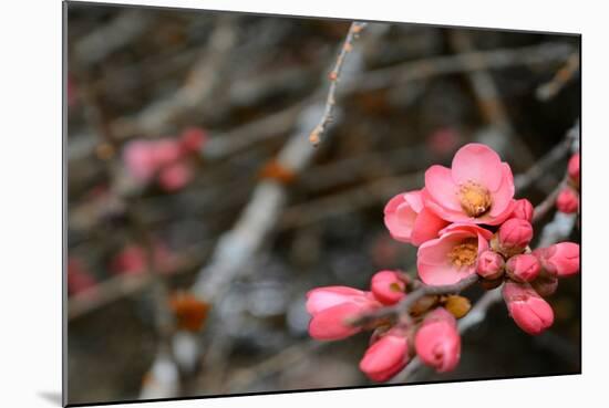 Crabapple Tree blossoms-Savanah Plank-Mounted Photo