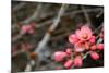 Crabapple Tree blossoms-Savanah Plank-Mounted Photo