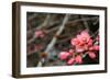 Crabapple Tree blossoms-Savanah Plank-Framed Photo