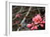 Crabapple Tree blossoms-Savanah Plank-Framed Photo