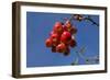 Crabapples-Charles Bowman-Framed Photographic Print