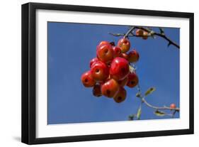 Crabapples-Charles Bowman-Framed Photographic Print