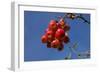 Crabapples-Charles Bowman-Framed Photographic Print