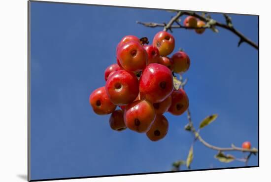 Crabapples-Charles Bowman-Mounted Photographic Print