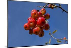 Crabapples-Charles Bowman-Mounted Photographic Print