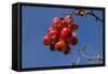 Crabapples-Charles Bowman-Framed Stretched Canvas