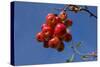 Crabapples-Charles Bowman-Stretched Canvas