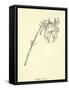 Crabbia Horrida-Edward Lear-Framed Stretched Canvas