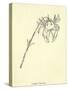 Crabbia Horrida-Edward Lear-Stretched Canvas