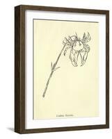 Crabbia Horrida-Edward Lear-Framed Giclee Print