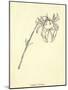 Crabbia Horrida-Edward Lear-Mounted Giclee Print