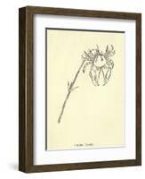 Crabbia Horrida-Edward Lear-Framed Giclee Print