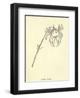 Crabbia Horrida-Edward Lear-Framed Giclee Print