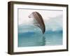 Crabeater Seal Diving into Water from an Iceberg, Pleneau Island, Antarctic Peninsula, Antarctica-James Hager-Framed Photographic Print